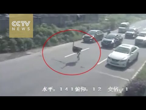 بالفيديو “نعامة” تموت من النزيف في قسم الشرطة