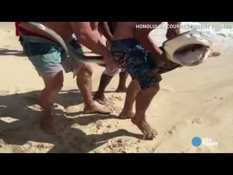 فيديو مصيفون ينقذون سمكة قرش ويعيدونها للمحيط في أميركا