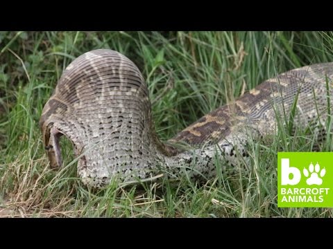 بالفيديو لقطات مروعة لأفعى تبتلع ظبيا بالكامل