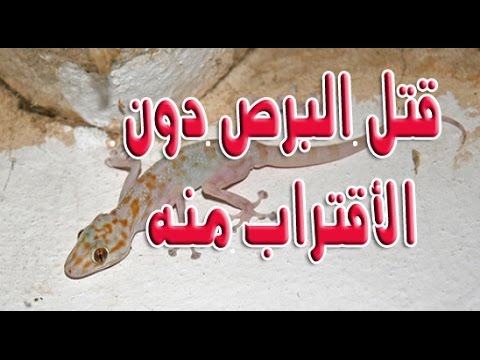 أفضل طريقتين لقتل البُرص دون لمسه