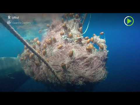 حوت بطول 10 أمتار يعلق في شبكة صيد ويطفو على سطح الماء