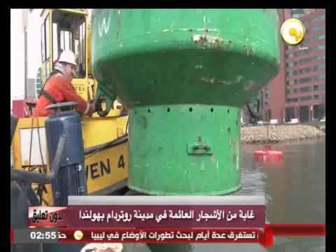 شاهد غابة من الأشجار العائمة