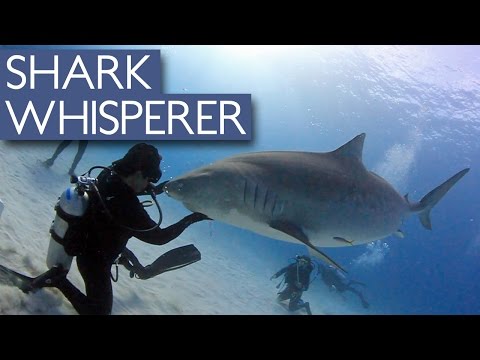 غواص يمارس التنويم المغناطيسي على أسماك القرش في أمريكا