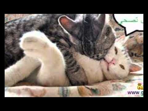 فيديو أجمل الصور المضحكة على الإطلاق للعام 2016