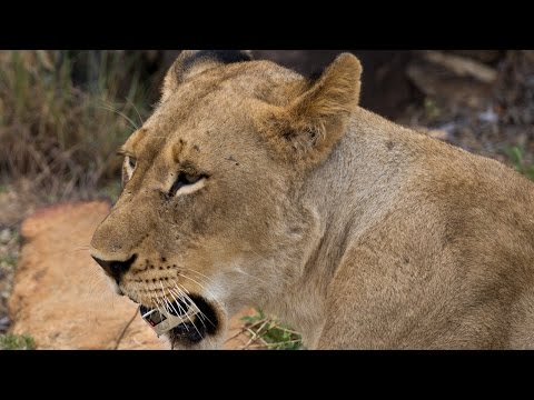 شاهد أسد يسرق كاميرا جوبرو ويصور بها الحياة البرية