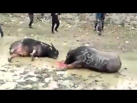 فيديو لحظة مقتل «جاموستين» اصطدمتا معا بشكل وحشي