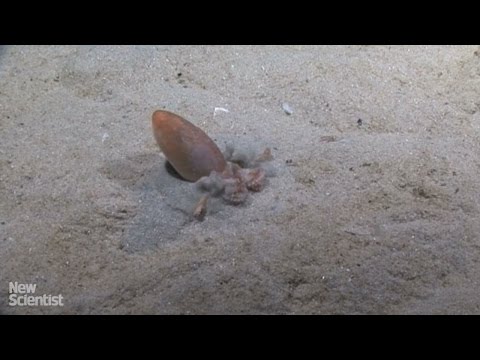 شاهد تصرف ذكي لـأخطبوط صغير