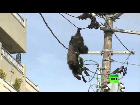 مطاردة رهيبة لشمبانزي هارب من حديقة الحيوان