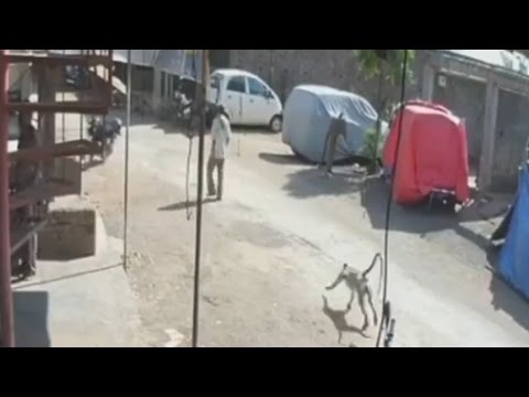 قرد شبح يضرب المارة ويهرب