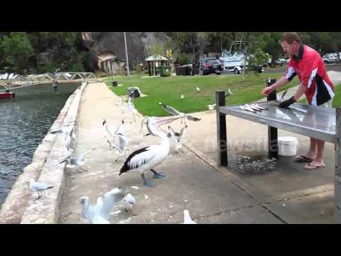 ملل الانتظار يدفع بجعة لسرقة الأسماك من صياد تعاطف معها