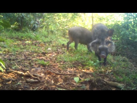 أندر خنزير في العالم يظهر في مقطع مصور