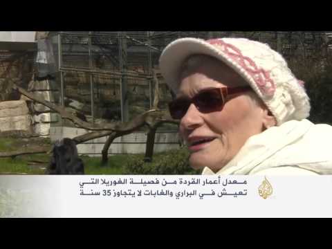 شاهد برلين تحتفل بعيد الميلاد الـ59 للقردة المعمرة فاتو